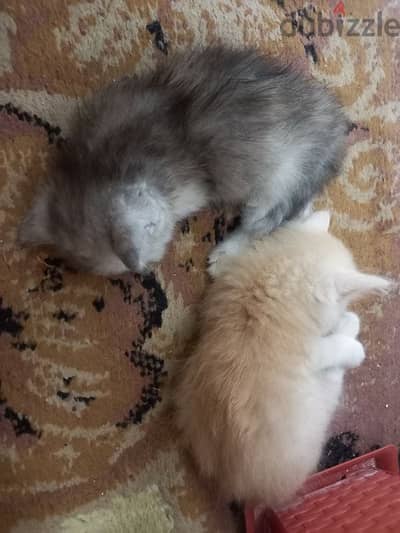 قطط شيرازي للبيع