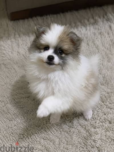 Puppy Pomeranian