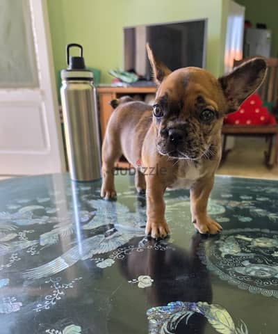 French bulldog