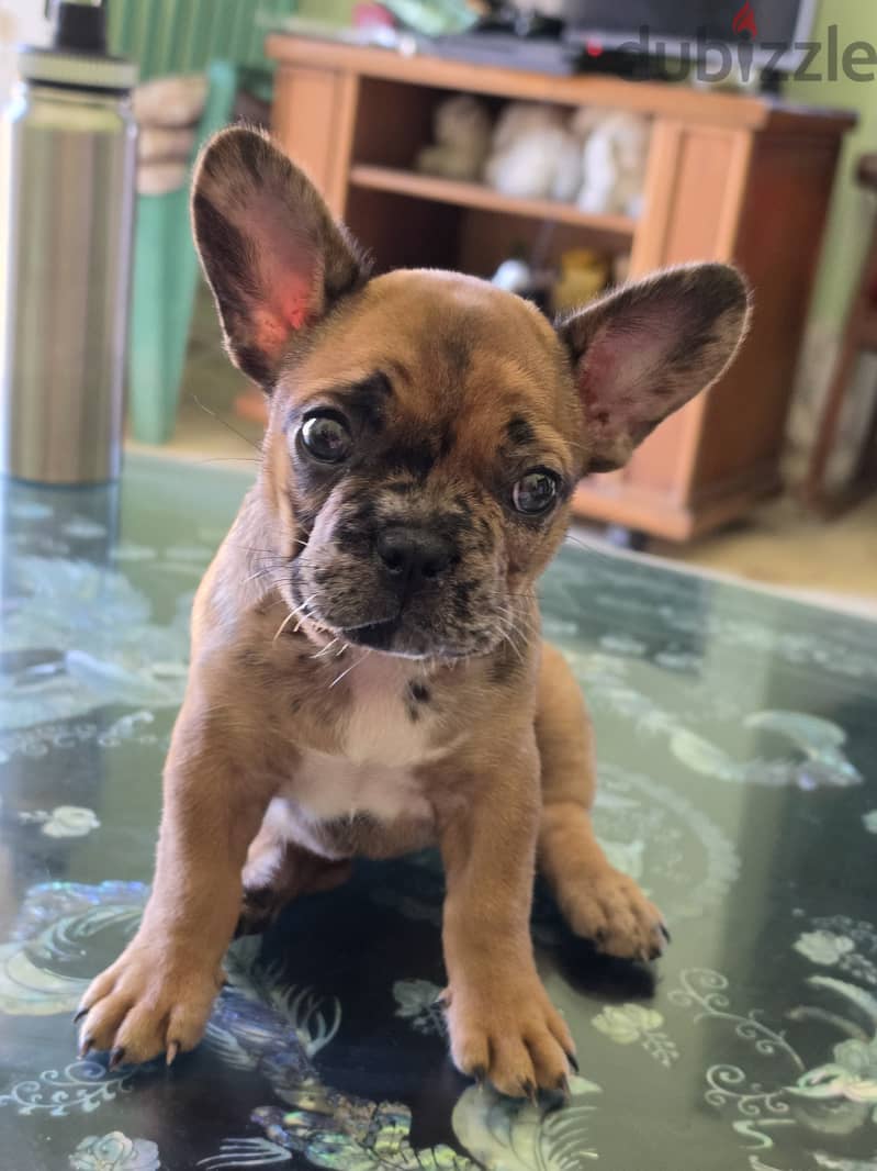 French bulldog 1