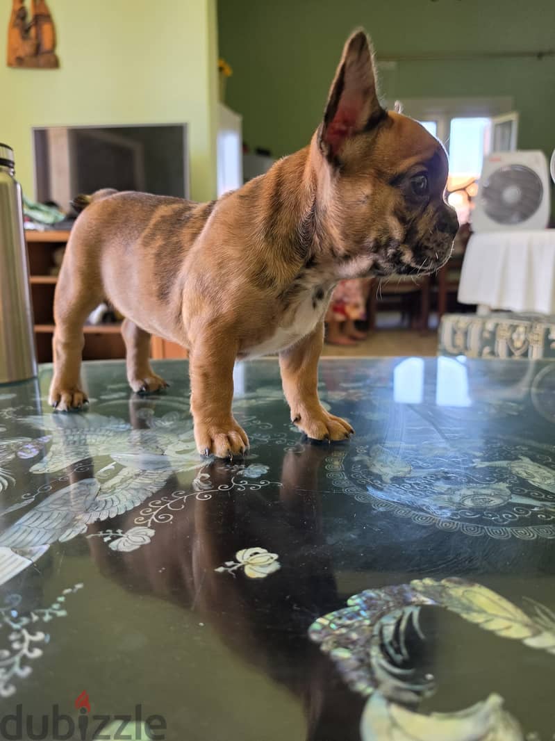French bulldog 2