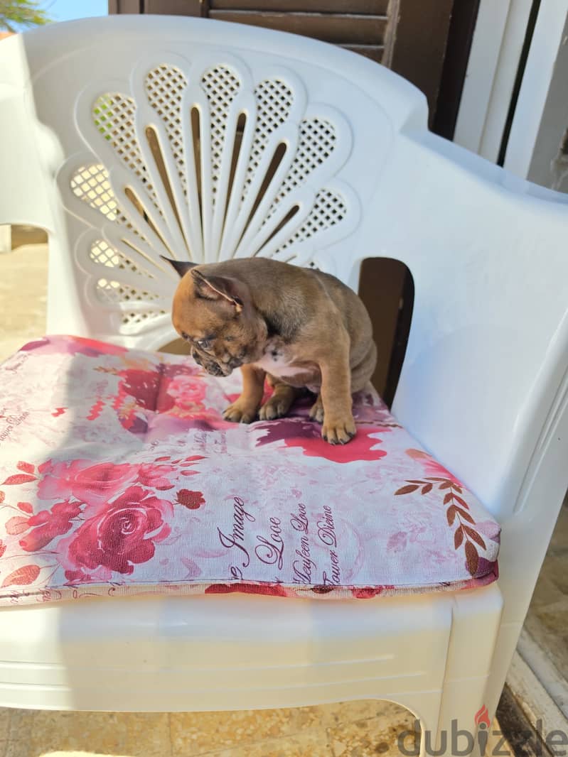 French bulldog 4