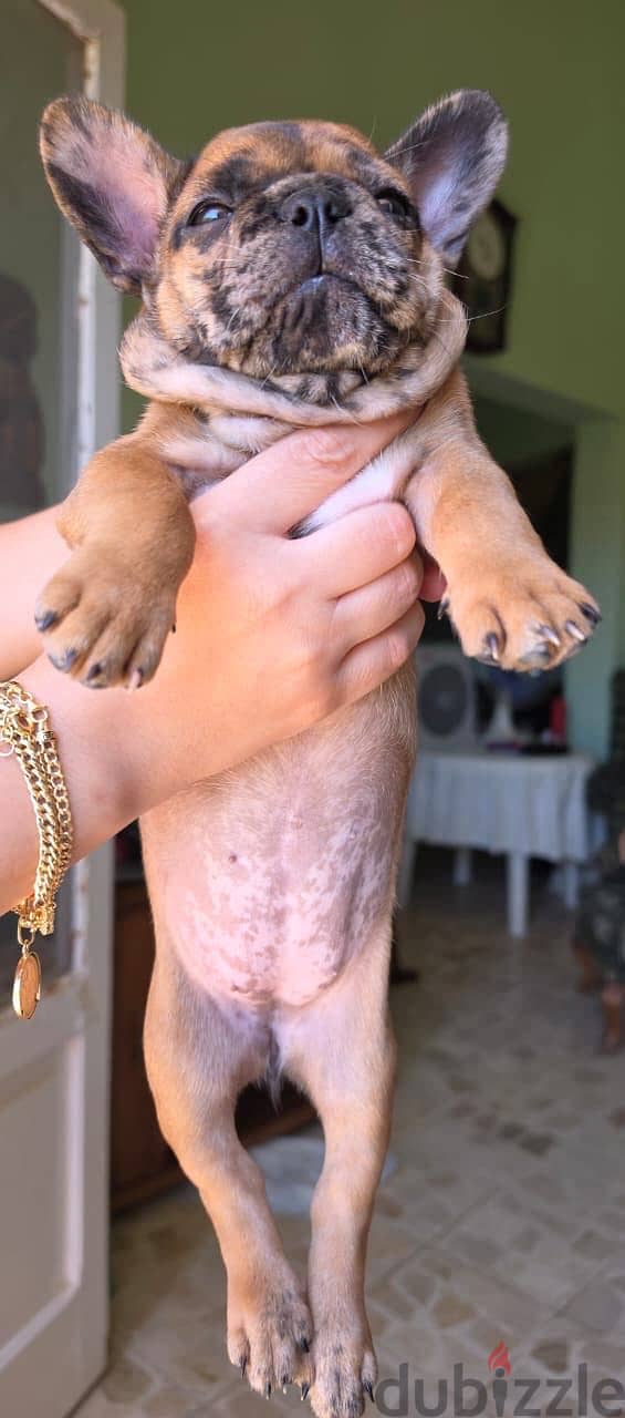 French bulldog 5