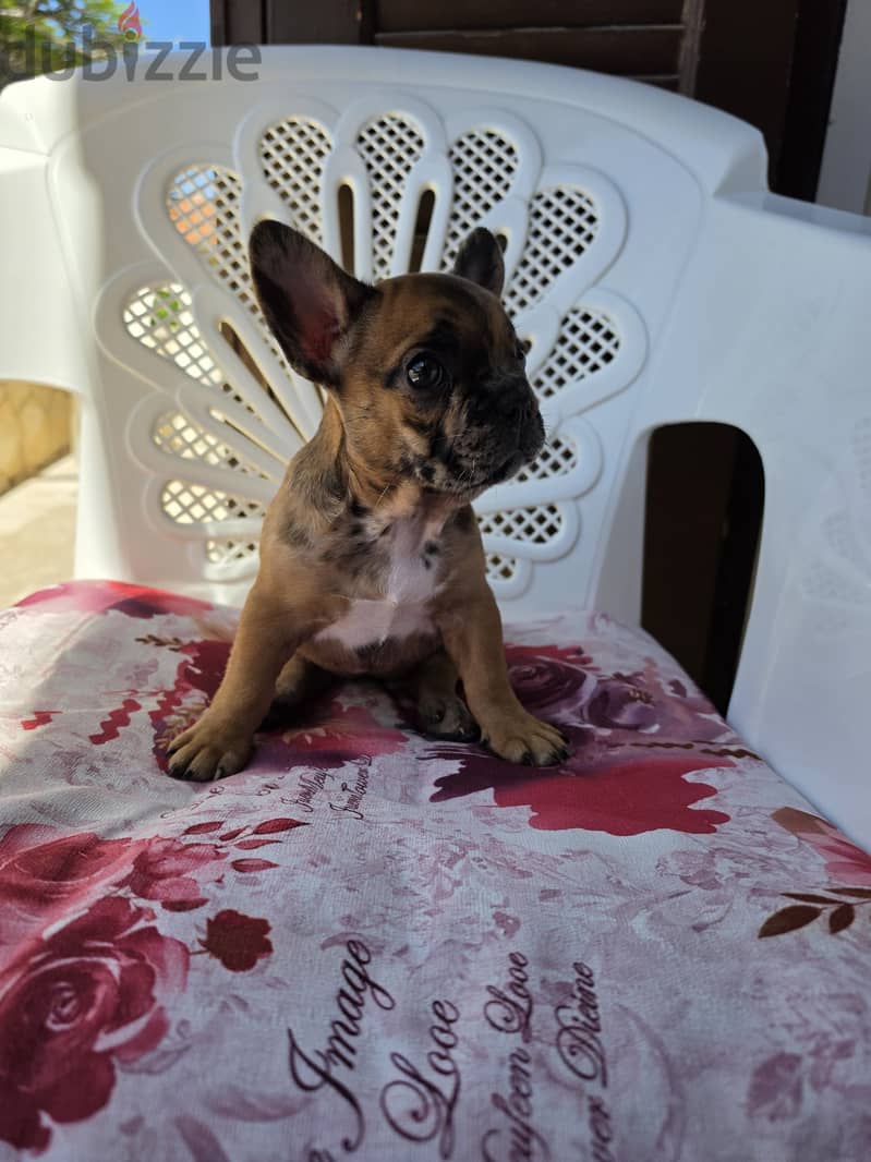 French bulldog 6