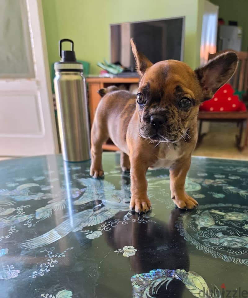 French bulldog 7