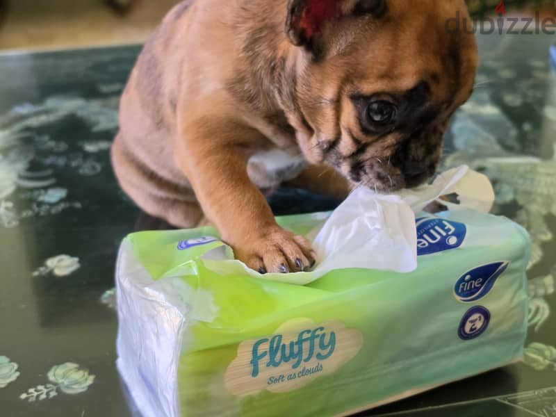 French bulldog 8