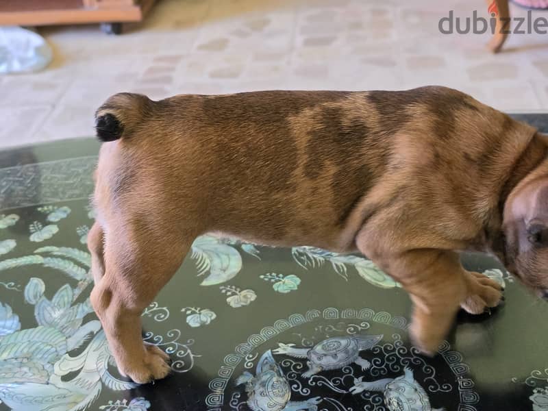 French bulldog 9