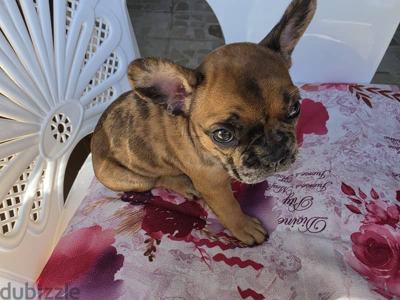 French bulldog 10