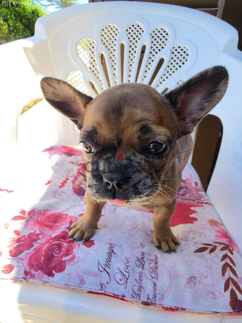 French bulldog 11