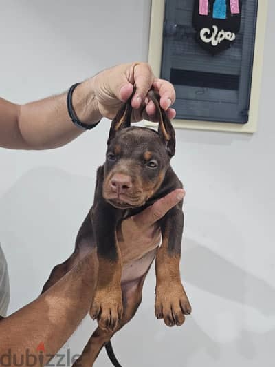 Doberman Puppies sale in Egypt with FCI pedigree جراوي دوبرمان للبيع
