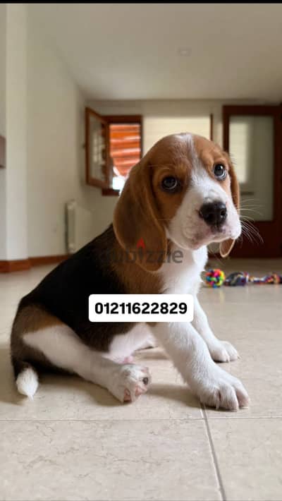 Top quality beagle puppies بيجل