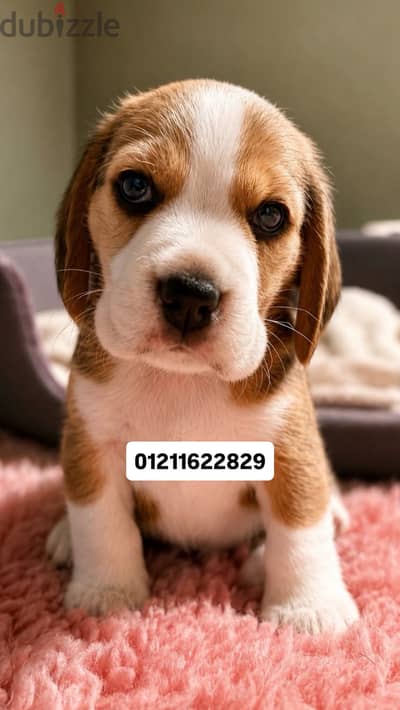Beagle puppies بيجل