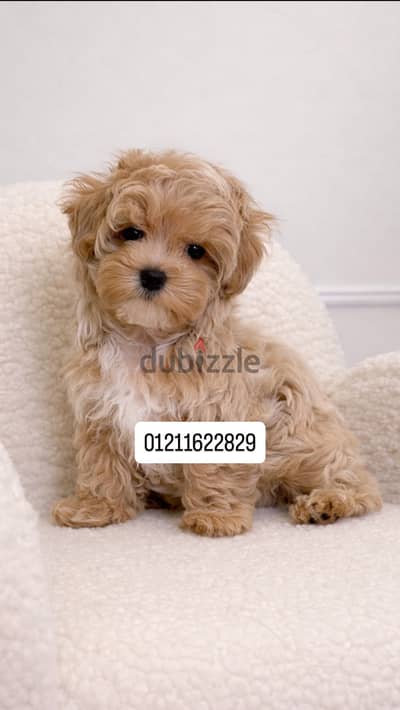 Poodle x maltipoo puppies مالتيبو