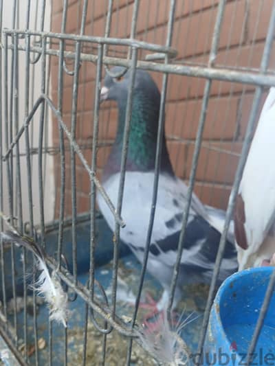 ٢حمام بيبيض لسه ذكر ونتايه واحد زاجل واتني بلدى فردانى لسه بينتجو