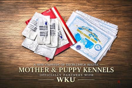 Top Rottweiler puppies