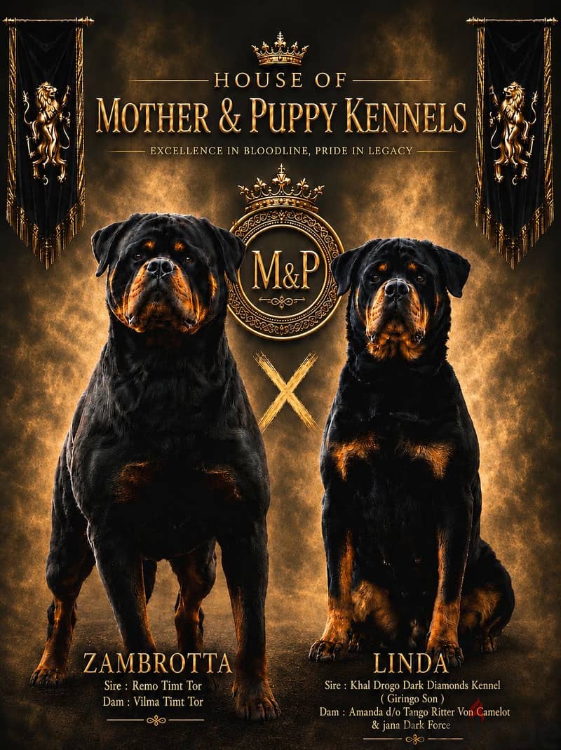 Top Rottweiler puppies 1