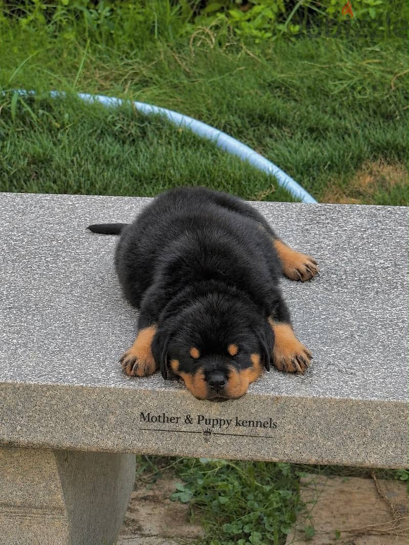 Top Rottweiler puppies 2