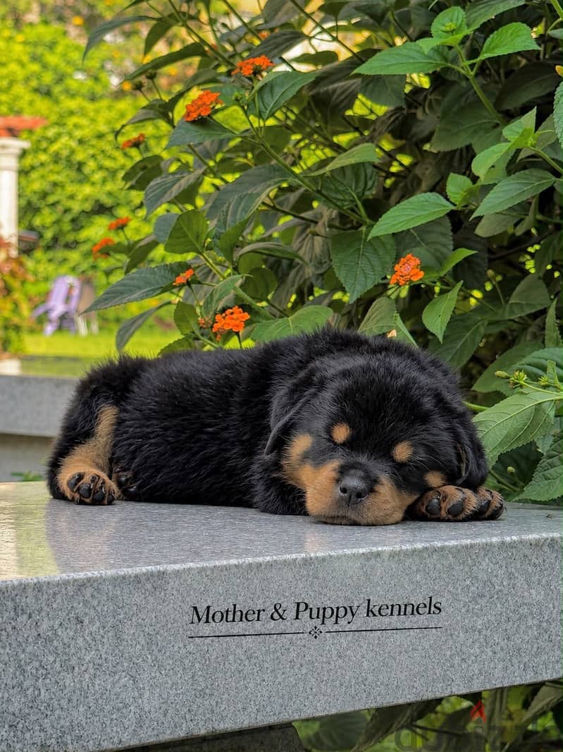 Top Rottweiler puppies 3