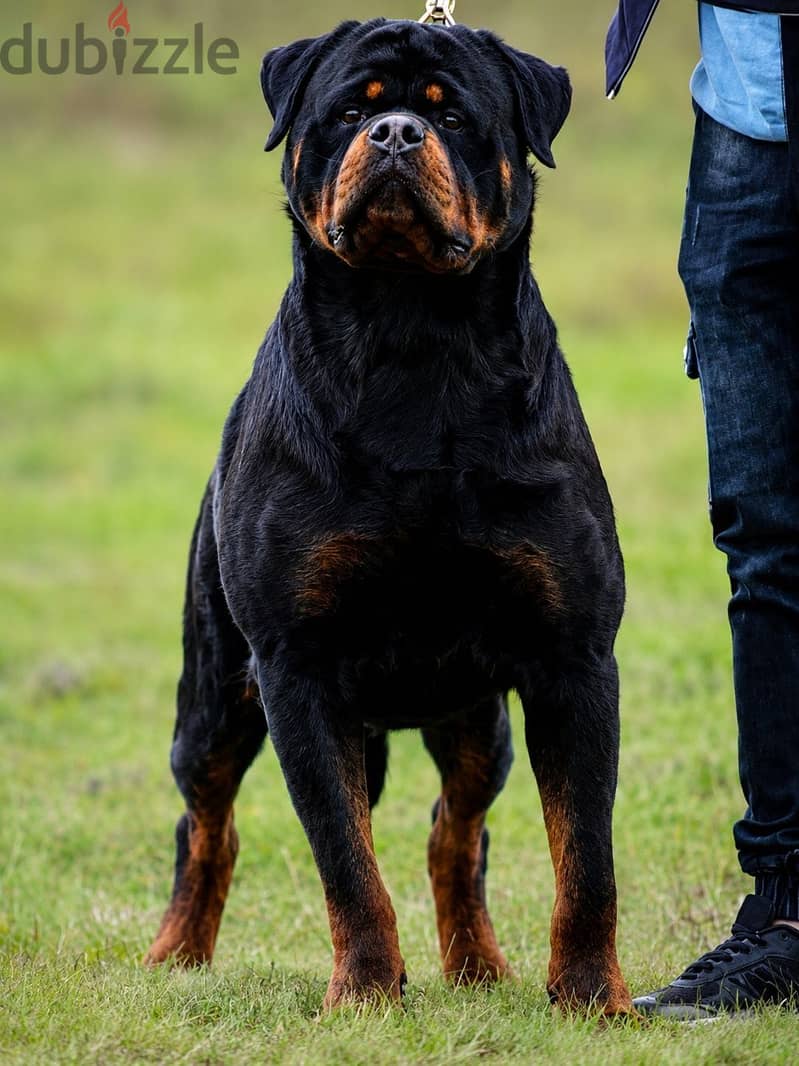 Top Rottweiler puppies 4