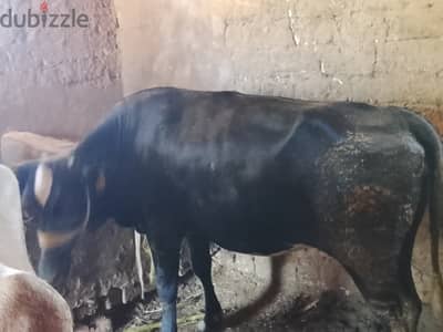 عجله بقرى يتلحق يامتلحقش سعر الكيلو 160