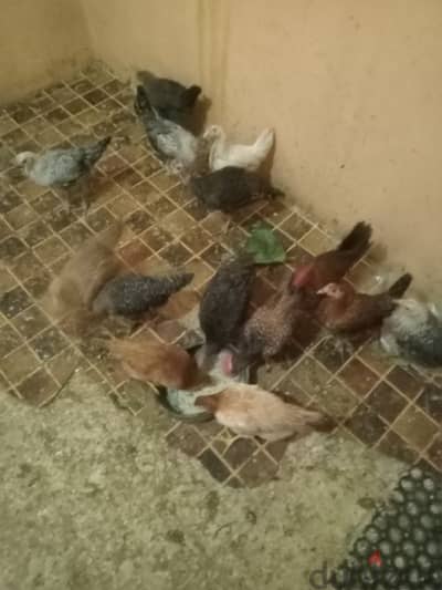 فراخ صغيره عمر شهرين و ديوك رومى