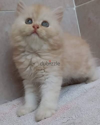 كيتن  قطط ولد ينت شيرازي هيمالايا بيور male female shirazi cat