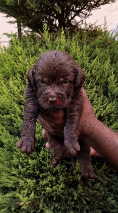 labrador chocolate Boys (imported father from ukraine)