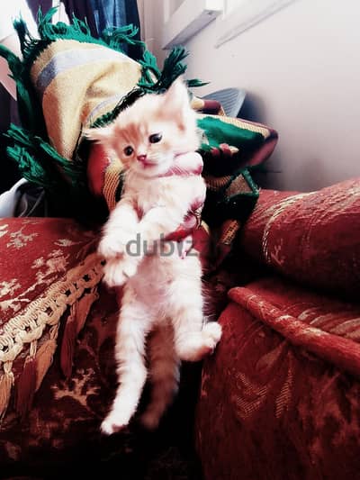 بيع قطه شيرازي
