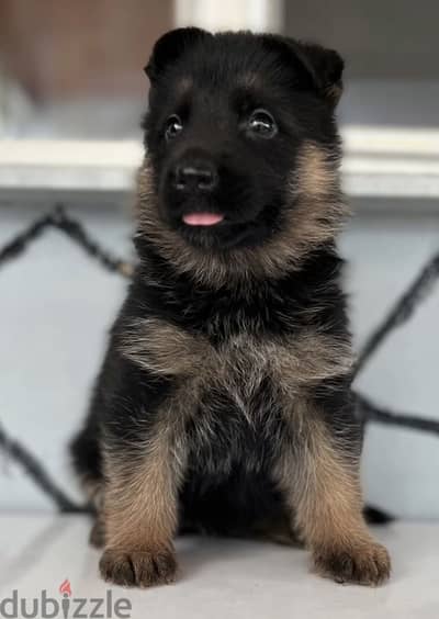 جرو جيرمن شيبرد german shepherd ٧ اسابيع واخد تطعيم الثمانى