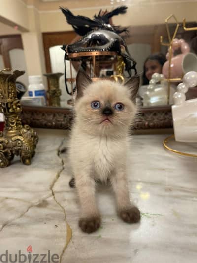 قطه سيامي