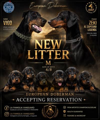 Doberman Puppies