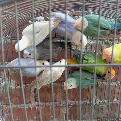 مجموعه روزات الوان مميزه عمر من خمس شهور