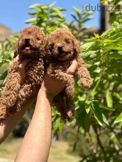 toy poodle puppy
