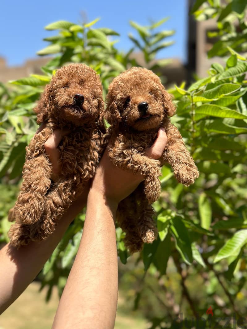 poodle puppy بودل بابي 2