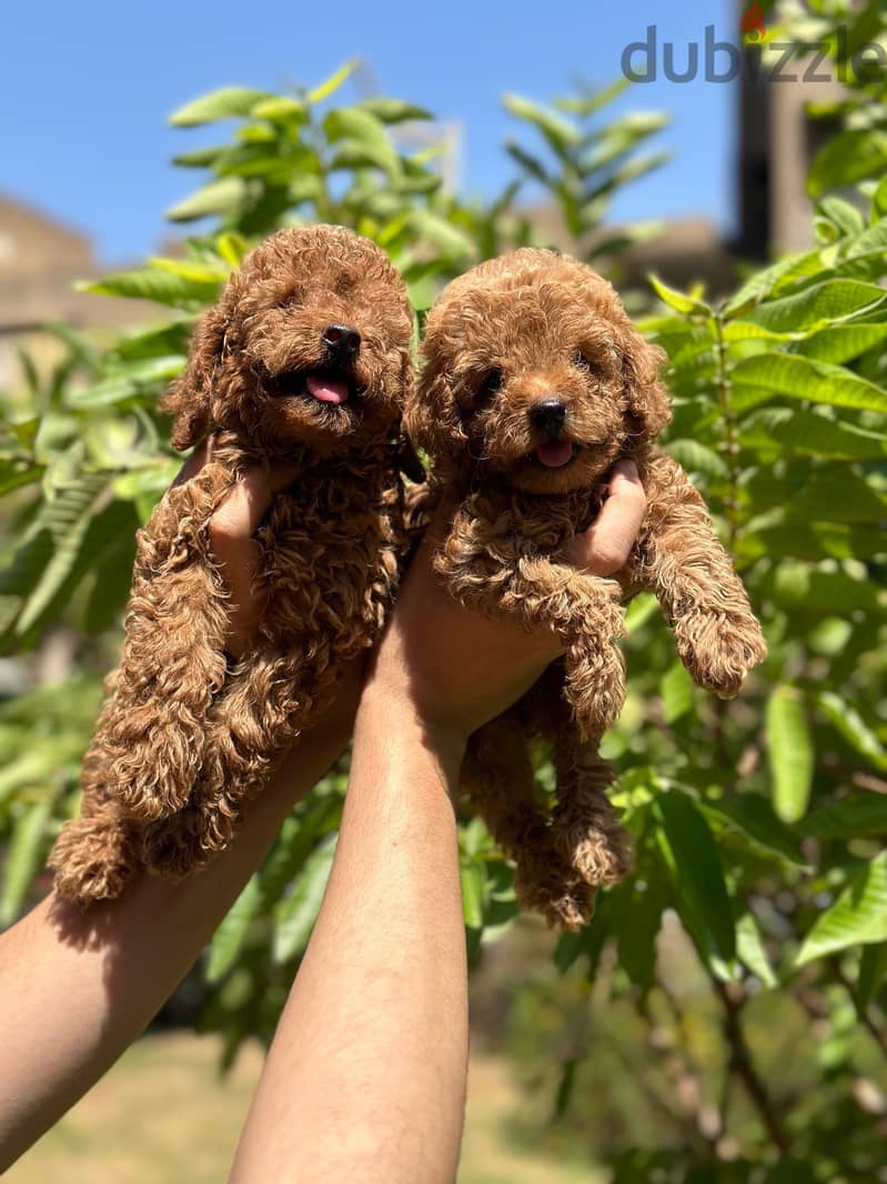 poodle puppy بودل بابي 3