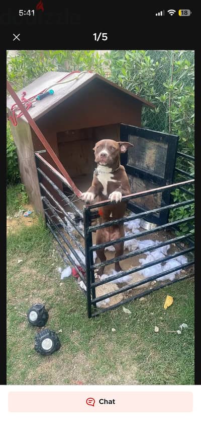 كلبه Pitbull