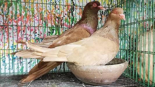 مطلوب زكرين رومي مالطي يكون شغالين او اول