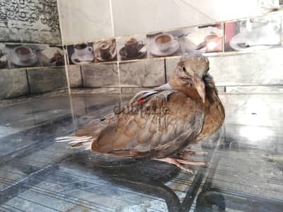 يمام اسود