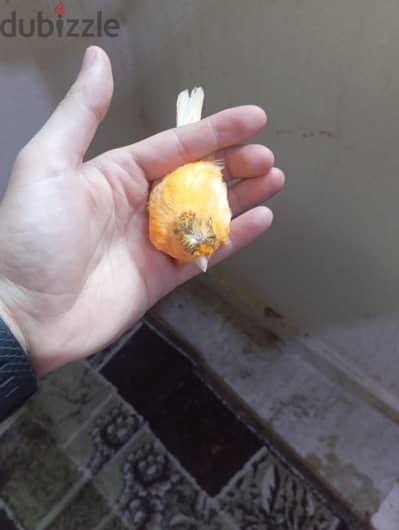 دكر كناري