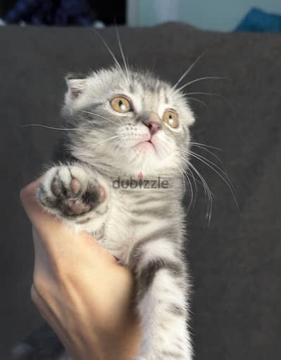 Scottish fold female سكوتش فولد