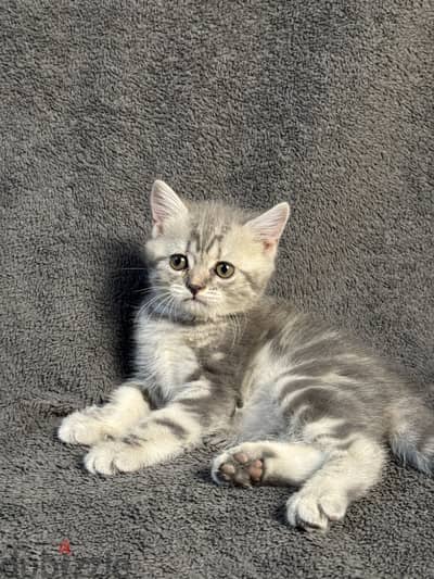Scottish taby straight قطة سكوتش تابي