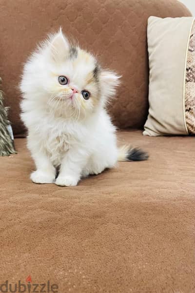 قطه بيرشن زورار توب