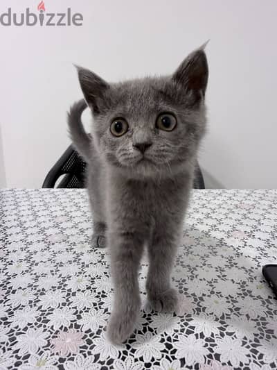 Blue British shorthair female