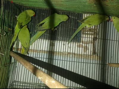 دره هندي