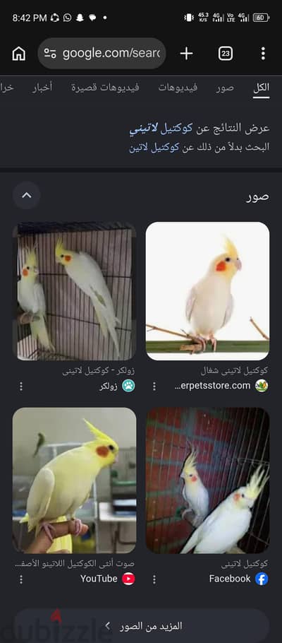 مطلوب فرخ كوكتيل  لاتيني  أو مصبع أو بصمه