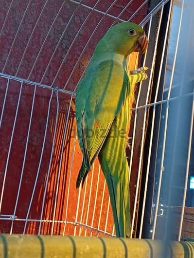 زغلول درة هندي هادئ جدا وبيقف عل الايد