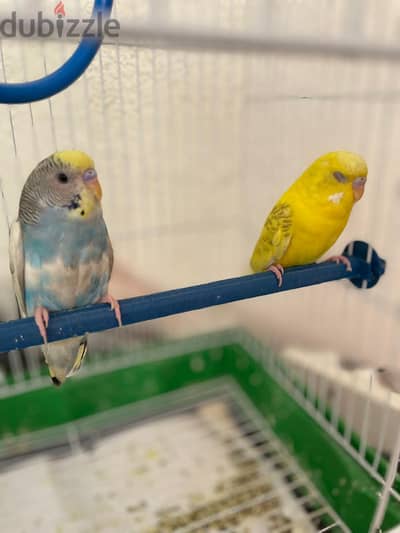 عصفورين budgies ذكر وأنثى