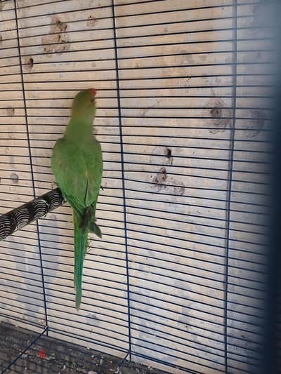 للبيع ببغاء دره هندى