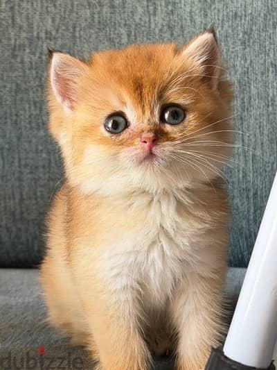 British cat Ny12 قط بريتش جولد