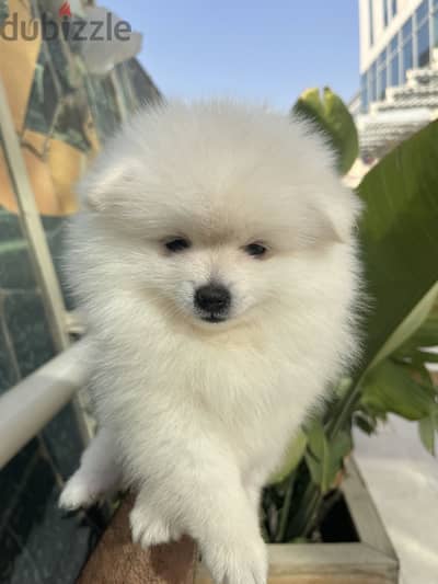 Pure Pomeranian Female Puppy | 62 Days | Teddy Face | Premium Quality